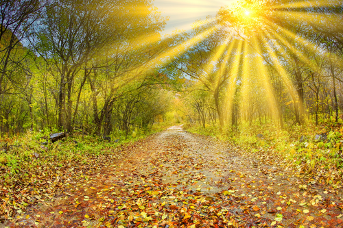 sustainability and nature