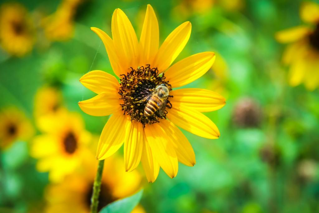 bee on sunflower