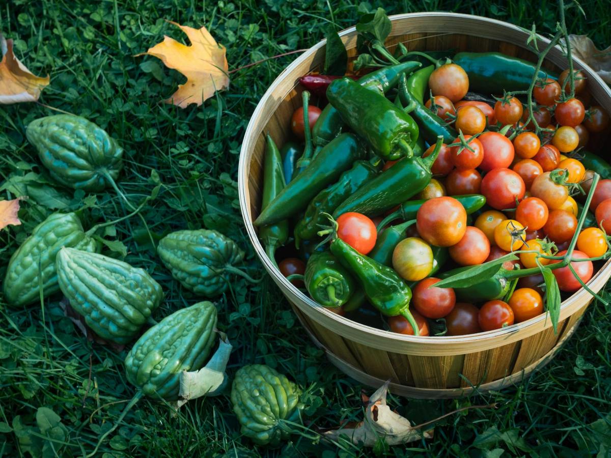 Food & Sustainability: Innovations in Sustainable&nbsp;Eating