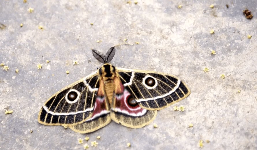 Bunaeopsis sp. (Saturniidae) moth in the shade of a pepper tree (Photo and caption credits: Peter Massam)